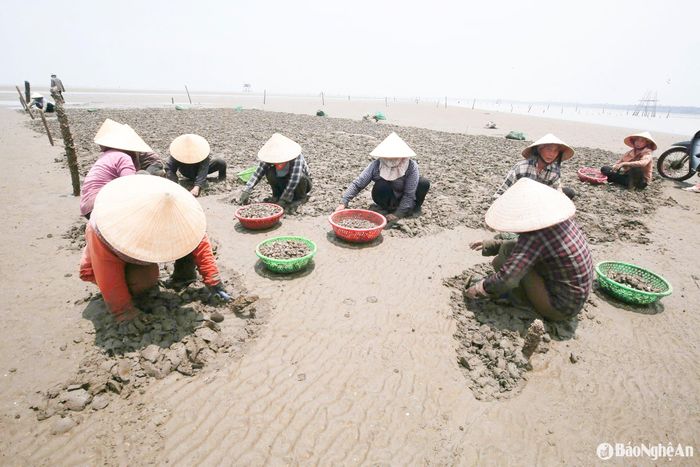 Trưa nắng gần 40 độ, hàng chục lao động vẫn bám sát bãi triều Văn Hải (Quỳnh Lưu) để kịp thu hoạch theo con nước. Thu hoạch ngao phụ thuộc vào “nhịp thở” của biển. Ảnh: T.P