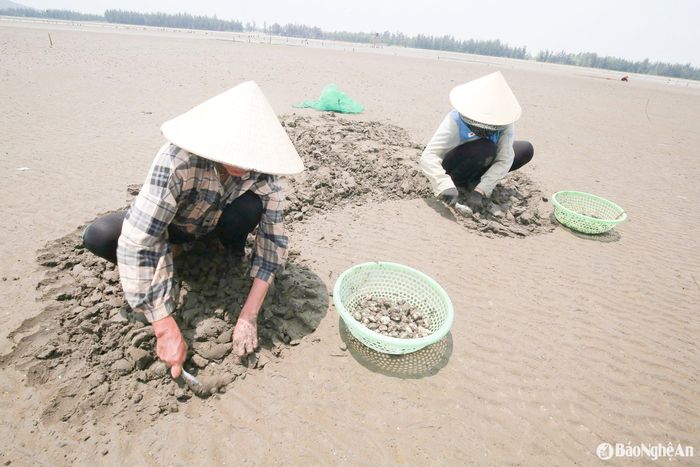 Mấy năm gần đây, máy hút ngao được đưa vào sử dụng giúp tăng năng suất thu hoạch ở những vùng nước sâu. Tuy nhiên, phương pháp này chỉ phù hợp với một số khu vực nhất định, khi triều chưa rút hết. Do đó, người dân vẫn chủ yếu thu hoạch ngao theo cách thủ công. Ảnh: T.P