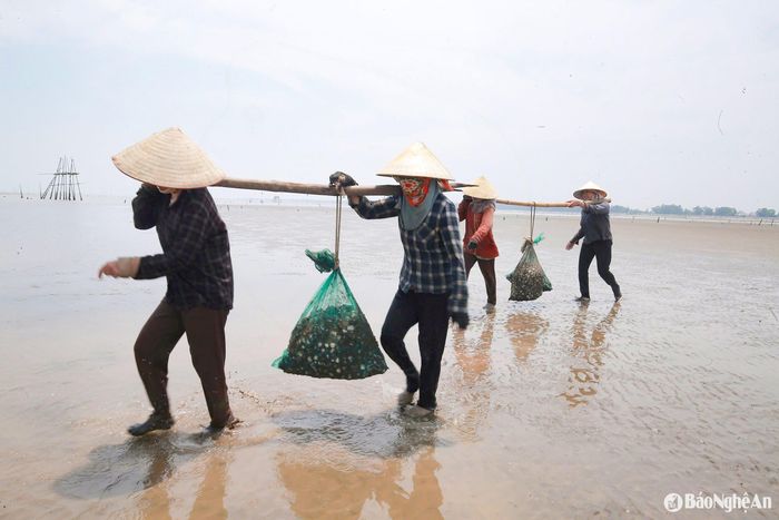 Mỗi lao động cào ngao được trả công theo sản lượng, bình quân 200.000 đồng/tạ. Ảnh: T.P
