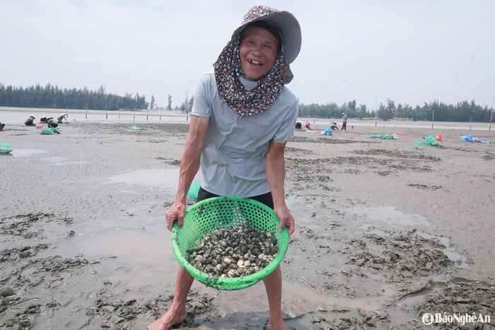 Ông Nguyễn Văn Hoàng – chủ đầm nuôi ngao 15 ha ở Văn Hải, vui mừng cho biết, vụ này, mỗi ha thu 15–18 tấn ngao. Sản lượng cao, giá tốt, ông huy động thêm nhân lực để đẩy nhanh tiến độ thu hoạch. “Giờ đang mùa nắng nóng, tiêu thụ mạnh, tôi huy động gần 30 nhân công bám bãi triều thu hoạch ngao”, ông Hoàng phấn khởi. Ảnh: T.P
