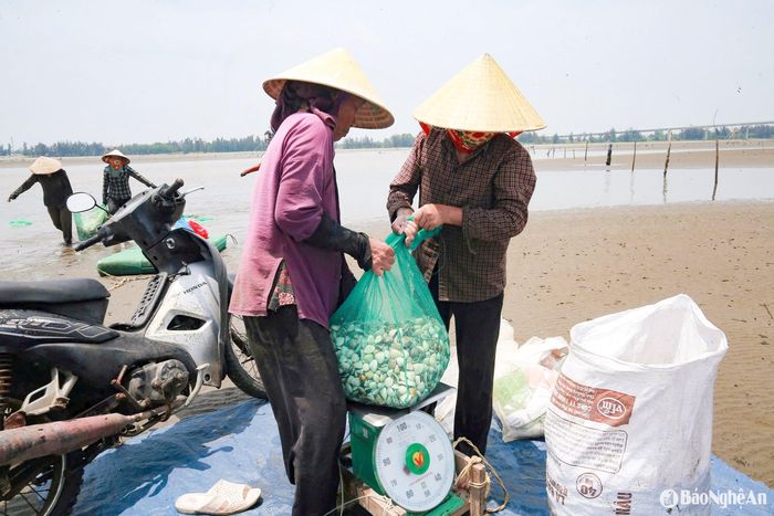 Hiện nay, giá ngao tại bến là 15.000 đồng/kg – mức giá cao trong nhiều năm trở lại đây. Ảnh: T.P