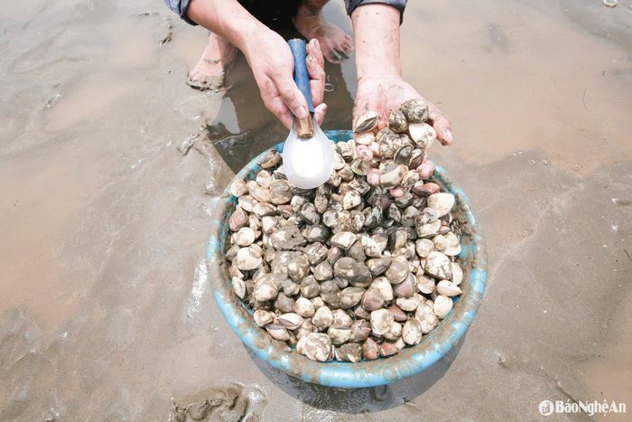 Dụng cụ quen thuộc là môi nhôm để bới cát, rổ để nhặt ngao và túi cước để chứa ngao. Ảnh: T.P