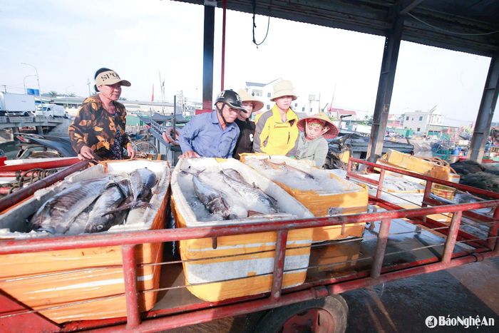 Thương lái tranh thủ thu mua, khẩn trương ướp đá và vận chuyển cá về kho bảo quản. Ảnh: T.P