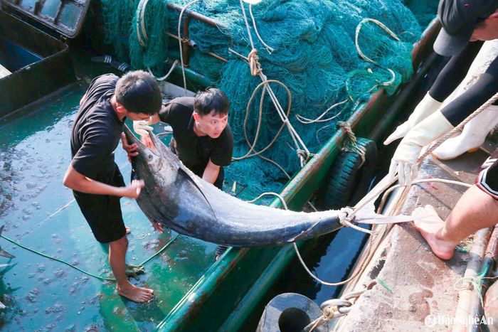 Nhiều con cá “khủng” nặng đến 70kg được kéo lên từ hầm lạnh, khiến cả cảng cá rộn ràng. Ảnh: T.P