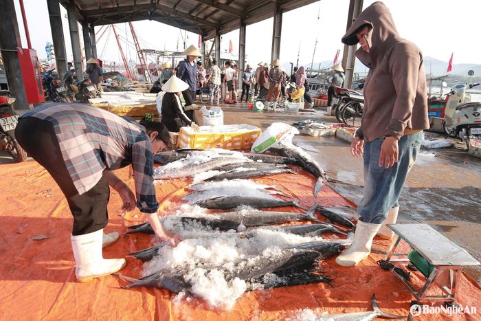 Chỉ sau 5 ngày ra khơi, tàu cá thu về hơn 700 triệu đồng – một chuyến biển thắng lớn, tiếp thêm động lực bám biển dài ngày. Ảnh: T.P