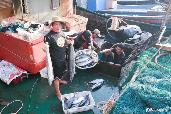 Tàu cá cập bến, khoang tàu đầy ắp cá thu, cá kìm – thành quả ngọt ngào sau nhiều ngày lênh đênh giữa biển khơi. Ảnh: T.P