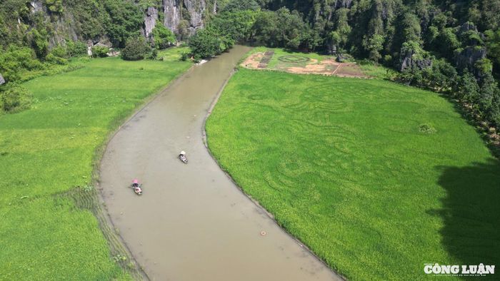 Loại lúa được chọn để tạo hình bức tranh khổng lồ ở Tam Cốc là giống Thái Xuyên với ưu điểm thân cứng, có khả năng chống chịu sâu bệnh tốt, phù hợp với thổ nhưỡng địa phương.
