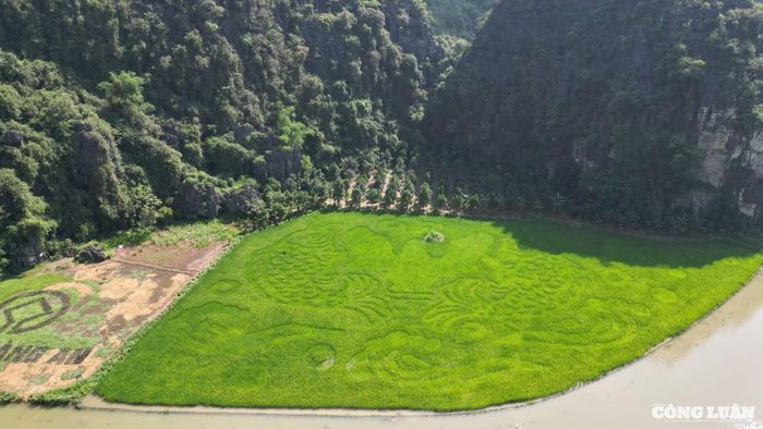 'Cá chép vượt vũ môn' thể hiện khát vọng, tinh thần vươn lên vượt mọi khó khăn, đạt được những ước mơ, mục tiêu trong cuộc sống... Bức tranh cũng tôn vinh những giá trị văn hóa, tín ngưỡng độc đáo của vùng đất cố đô Hoa Lư.