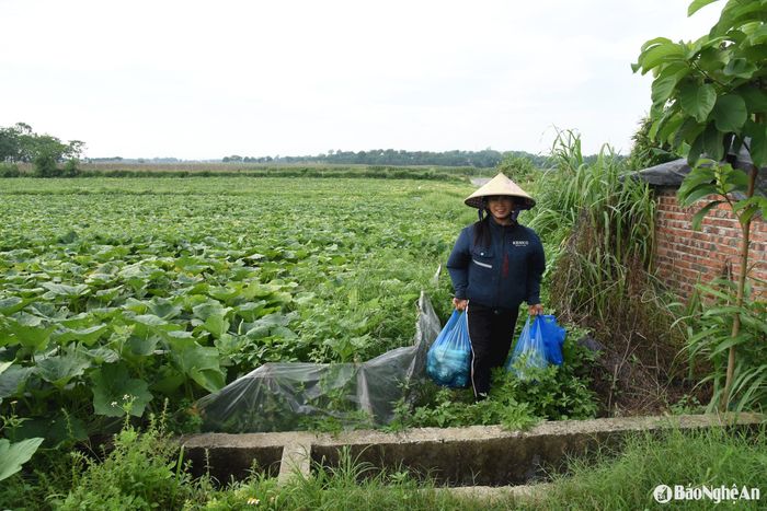 Người dân xóm Thuần Đông thu hoạch bầu. Ảnh: HT