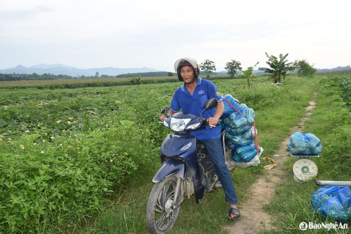 Anh Nguyễn Trọng Tuấn thu hoạch, giao hàng bầu bí. Ảnh: HT