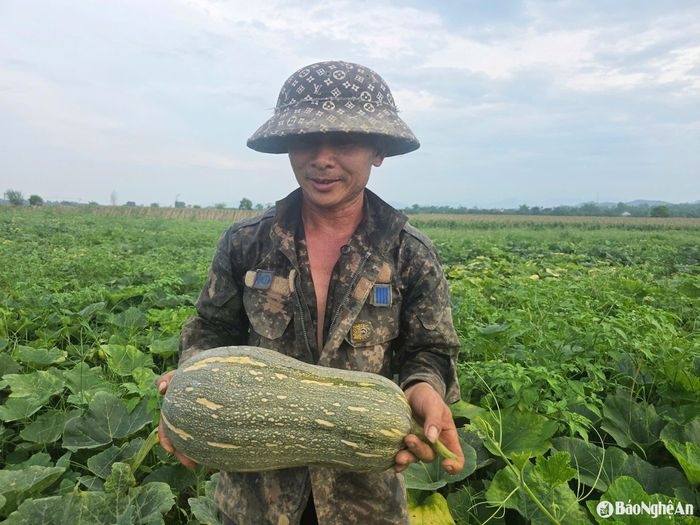 Nông dân xã Thuận Sơn thu hoạch bầu mật. Ảnh: HT