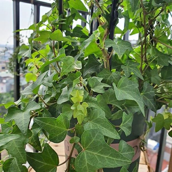5 cây dây leo phù hợp làm rèm chắn nắng cho nhà hướng Tây - Báo Tri ...