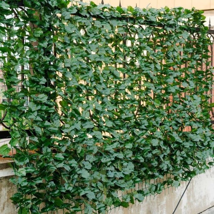 5 cây dây leo phù hợp làm rèm chắn nắng cho nhà hướng Tây - Báo Tri ...