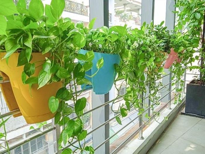 5 cây dây leo phù hợp làm rèm chắn nắng cho nhà hướng Tây - Báo Tri ...