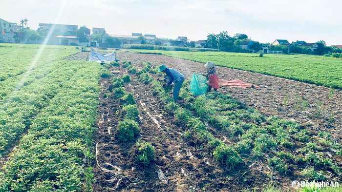 Nông dân xã Diễn Thịnh thu hoạch lạc Xuân. Ảnh: T.P