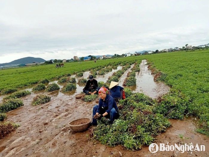 Người dân tranh thủ thu hoạch lạc ngay khi trời hửng, nước rút. Ảnh: T.P
