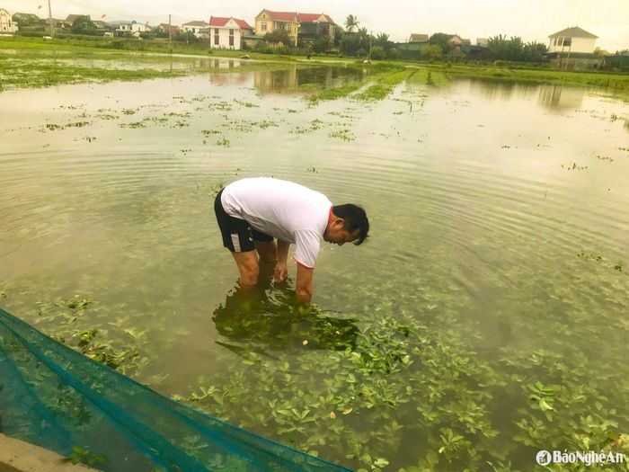 Sau trận mưa lớn đêm 10/5, nhiều diện tích lạc chưa kịp thu hoạch ở Diễn Thịnh ngập sâu trong nước. Ảnh: T.P