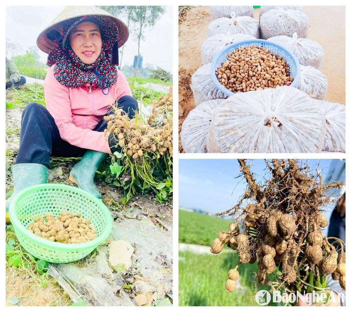 Lạc củ ít, củ lép nhiều, mã cũng xấu hơn các năm trước. Ảnh: T.P