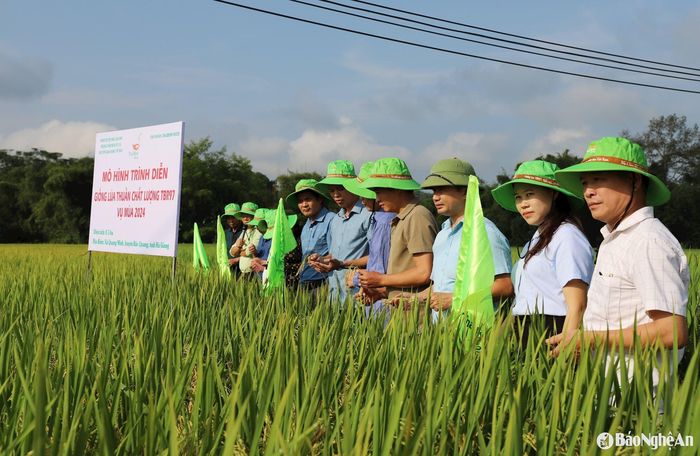 Giống lúa TBR 97 trồng tại Hà Giang cho năng suất cao. Ảnh: ThaiBinh Seed