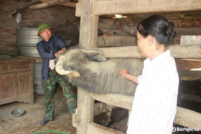 Tiêm phòng vắc - xin là giải pháp phòng bệnh hiệu quả nhất cho đàn gia súc. Ảnh: Xuân Hoàng