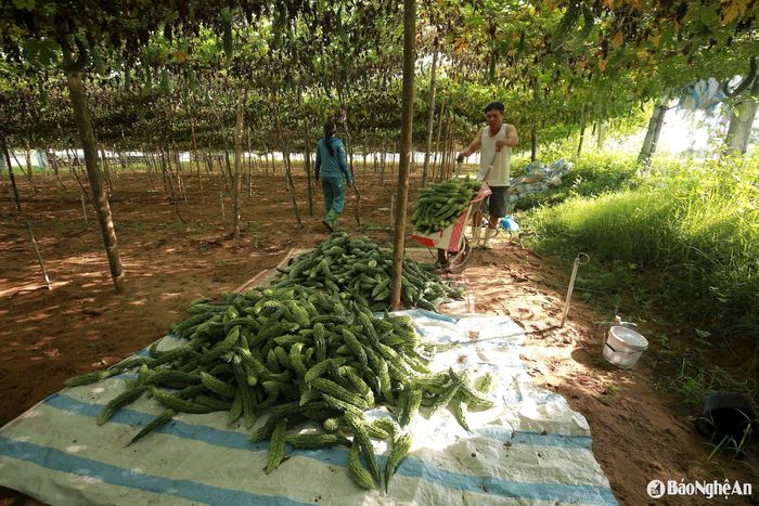 Các năm trước, mướp đắng có giá lên đến 20.000-25.000 đồng/kg nay chỉ còn 2.000 đồng/kg. Ảnh: T.P