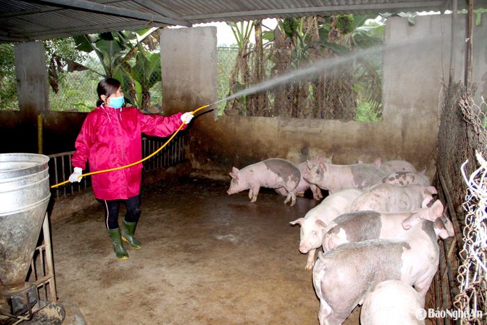 Người chăn nuôi cần thực hiện các giải pháp phòng bệnh dịch tả lợn châu Phi. Ảnh: Xuân Hoàng
