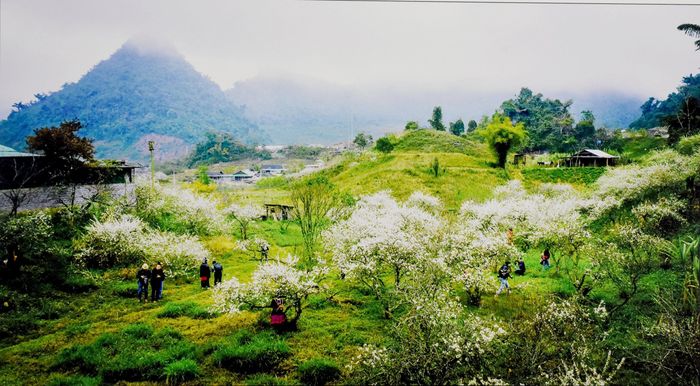Tác phẩm "Thung lũng hoa mận" của tác giả Hồ Nhật Thanh (Nghệ An) trưng bày tại triển lãm.