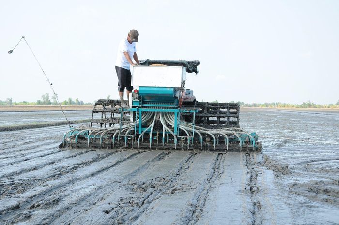 Nhiều tiến bộ kỹ thuật được áp dụng trong sản xuất lúa tại TP Cần Thơ