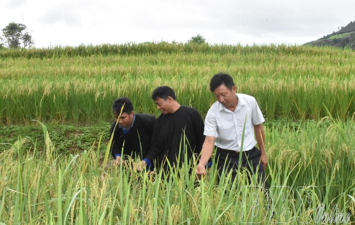 Ngoài đảm bảo nhu cầu sinh hoạt của nhân dân, các công trình nước sinh hoạt tập trung góp phần phát triển sản xuất nông nghiệp. Trong ảnh: Người dân xã Nậm Chua chăm sóc lúa.