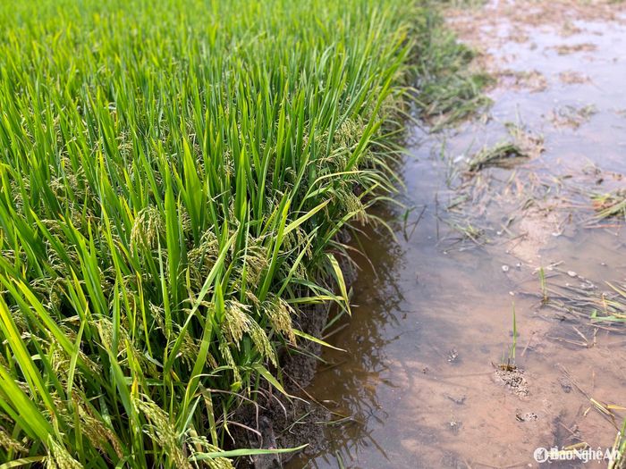 Lúa vẫn trổ bông nhưng năng suất giảm nặng nề. Ảnh: Phú Hương