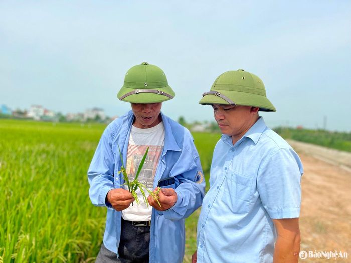 Từ rất nhiều năm trở lại đây, lúa vụ xuân mới bị mất mùa nặng như thế này. Ảnh: Phú Hương