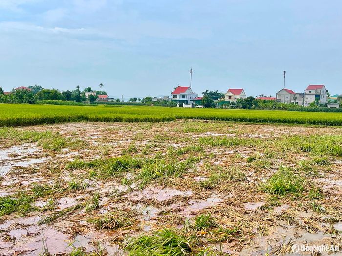 Nhiều diện tích lúa vụ xuân đã bị cắt bỏ. Ảnh: Phú Hương