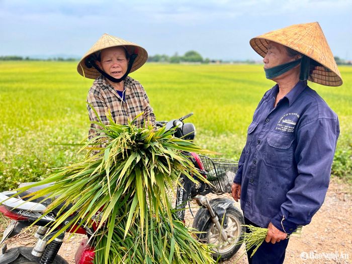 Nông dân Yên Thành gặt lúa non về làm thức ăn cho trâu bò. Ảnh: Phú Hương