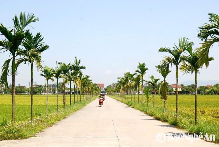 Trên hành trình từ chợ Cầu về quê ngoại Bác Hồ, mọi người sẽ gặp 1 tuyến đường nội đồng độc đáo, đó là tuyến đường nối xóm Hoàng Trù với xóm Liên Minh, xã Kim Liên. Hai bên tuyến đường này được trồng 2 dãy cau thẳng tắp, khá ấn tượng. Dường như, mỗi con đường ở quê Bác đều mang một vẻ đẹp riêng và để lại nhiều cảm xúc thân thương cho du khách. Ảnh: Huy Thư