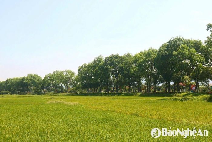 Về thăm quê Bác, một trong những tuyến đường được du khách biết đến nhiều nhất, ấn tượng nhất là tuyến tỉnh lộ 540, đoạn nối Quốc lộ 46 với Khu Di tích Lịch sử Quốc gia đặc biệt Kim Liên, có 2 hàng cây xà cừ cổ thụ khá độc đáo. Ảnh: Huy Thư