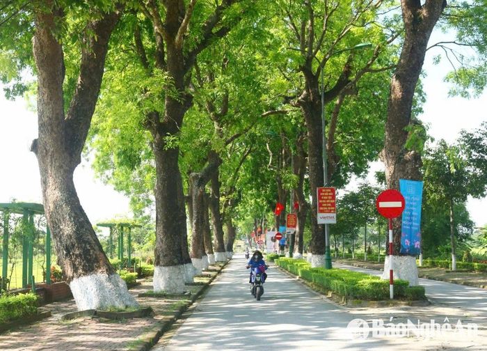 Theo cán bộ xã Kim Liên, từ những năm 1960, hưởng ứng lời kêu gọi Tết trồng cây của Chủ tịch Hồ Chí Minh, người dân địa phương đã trồng hàng trăm cây xà cừ trên đường vào Làng Sen. Trải qua gần 60 năm, vượt qua bão giông và bao biến thiên lịch sử, hàng cây xà cừ trên quê Bác vẫn vươn lên xanh tốt, tỏa bóng sum suê. Ảnh: Huy Thư