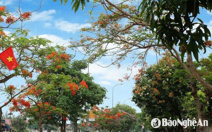 Những tuyến đường từ vòng xuyến Kim Liên đi đền Chung Sơn, đi quê ngoại Bác Hồ, hay từ Quốc lộ 46 vào làng Hoàng Trù đều có nhiều cây xanh. Đặc biệt có nhiều loài hoa khoe sắc theo mùa, như hoa phượng, hoa bằng lăng, hoa sen, hoa râm bụt... Ảnh: Huy Thư