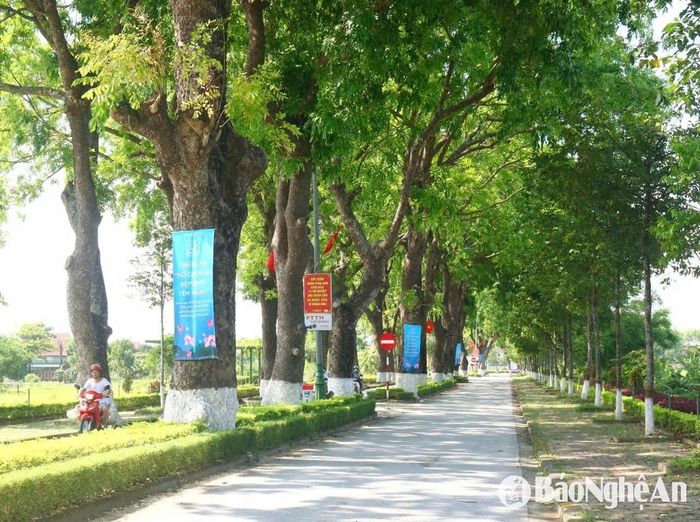 Năm 2012, tuyến đường này đã được cải tạo, nâng cấp, mở rộng thêm 1 làn đường nữa và trồng thêm 1 hàng cây xanh bên phải (nhìn từ ngoài vào). Những hàng cây trên tuyến đường này được nhân viên Khu Di tích Kim Liên chăm sóc cẩn thận. Từ lâu, hàng cây xà cừ cổ thụ đã để lại ấn tượng khó quên cho du khách khi về thăm quê hương của Chủ tịch Hồ Chí Minh. Ảnh: Huy Thư