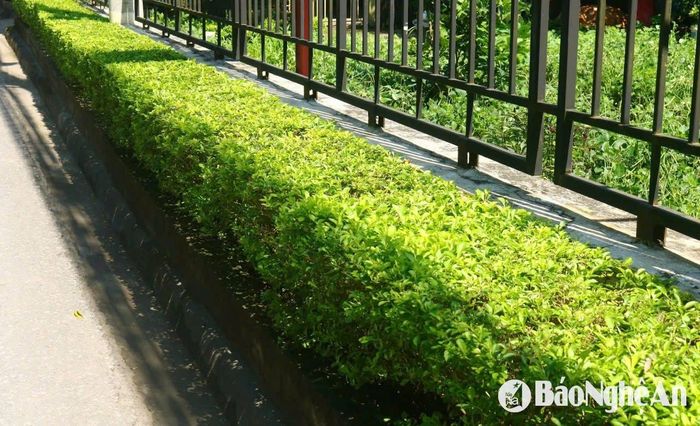 Người dân địa phương thường định kỳ cắt tỉa cây cảnh bên đường, đặc biệt trước mỗi dịp lễ, Tết, ngày sinh nhật Bác, bà con thường chăm sóc cẩn thận hơn, góp phần tạo nên cảnh quan xóm làng xanh mát. Ảnh: Huy Thư