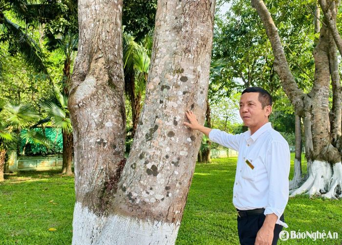Anh Thục bên cây phượng vàng do đồng chí Đỗ Mười trồng. Ảnh: Diệp Thanh