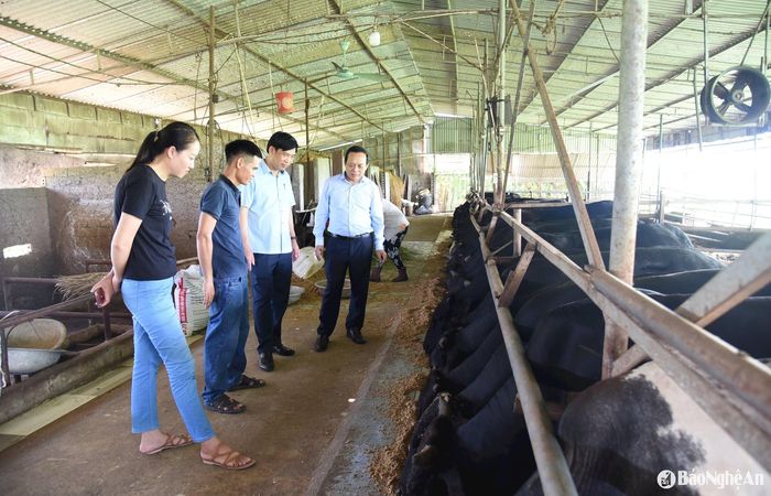 Lãnh đạo Hội Nông dân tỉnh kiểm tra mô hình chăn nuôi bò của hội viên nông dân huyện Diễn Châu. Ảnh: T.L
