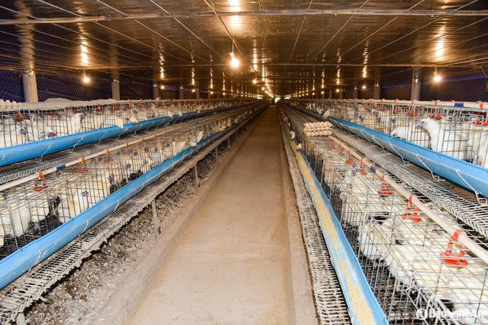 Mô hình nuôi gà công nghệ cao của nông dân huyện Nghi Lộc. Ảnh: T.L