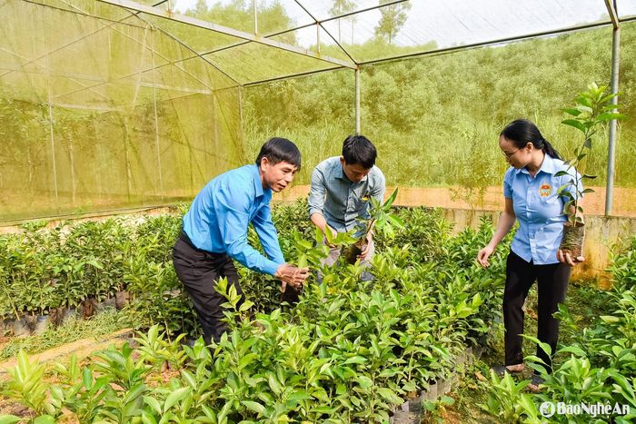 Hội Nông dân huyện Anh Sơn kiểm tra mô hình sản xuất giống cam bù sen. Ảnh: T.L