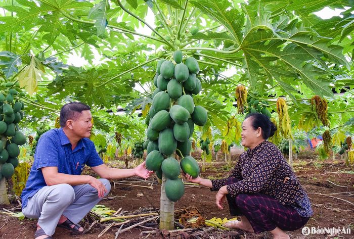 Mô hình trồng đu đủ cho thu nhập cao của nông dân thị xã Thái Hòa. Ảnh: T.L