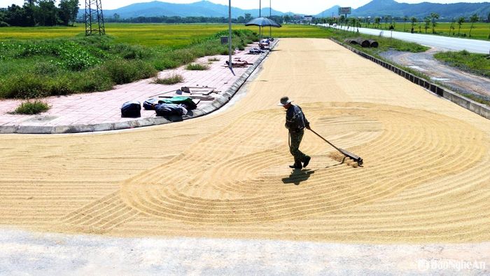 Vụ Xuân năm 2025, toàn tỉnh gieo cấy 91.000 ha lúa. Đến ngày 16/5, nhiều cánh đồng bà con đã thu hoạch gần xong. Ngay sau khi thu hoạch lúa vụ Xuân, bà con quay sang làm đất sản xuất lúa Hè Thu ngay. Hiện nay, Sở Nông nghiệp và Môi trường đang đánh giá năng suất bình quân lúa vụ Xuân. Tuy nhiên, theo ghi nhận của chúng tôi, bên cạnh một số diện tích giảm năng suất, phần lớn là đạt năng suất cao. Trong ảnh: Nông dân huyện Đô Lương phơi lúa. Ảnh: Xuân Hoàng