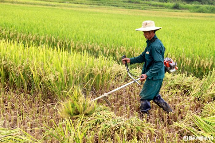 Ở các huyện miền núi: Anh Sơn, Con Cuông, Tương Dương, Quế Phong... thời điểm này bà con nông dân cũng ra đồng thu hoạch lúa vụ Xuân 2025. Ảnh: Quang An