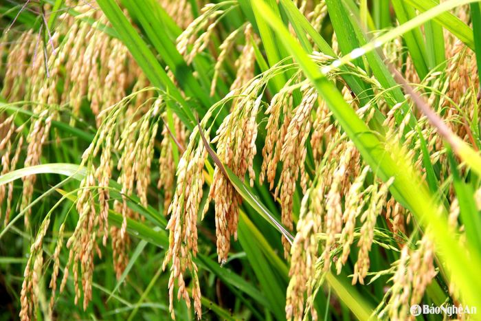 Vụ Xuân này, theo ghi nhận của chúng tôi, tại các cánh đồng của huyện Đô Lương và các huyện khác như: Thanh Chương, Yên Thành, Anh Sơn, Diễn Châu, Quỳnh Lưu... bên cạnh một số diện tích giảm năng suất, còn lại vẫn được mùa, bông to, hạt chắc. Ảnh: Quang An