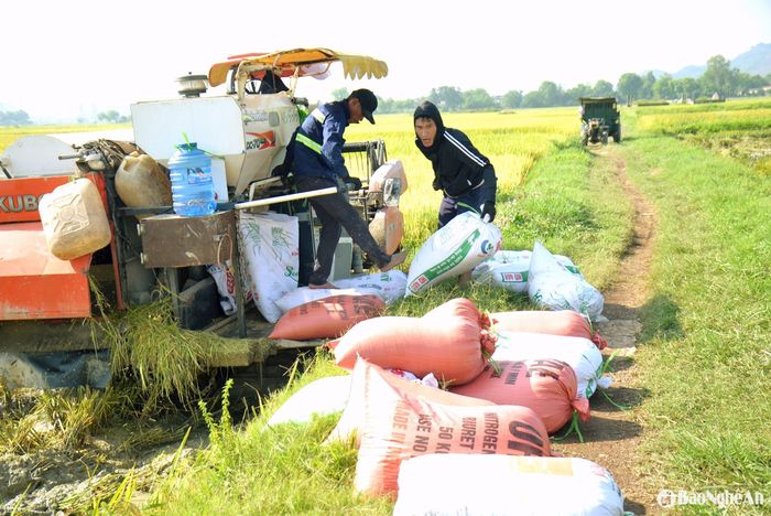 Lúa được đóng bao bì ngay trên giàn máy và được thợ máy bốc xếp ngay đầu bờ cho chủ ruộng. Năm nay thợ máy thu với giá 160.000 - 180.000 đồng/sào (tùy theo chân ruộng). Ảnh: Xuân Hoàng