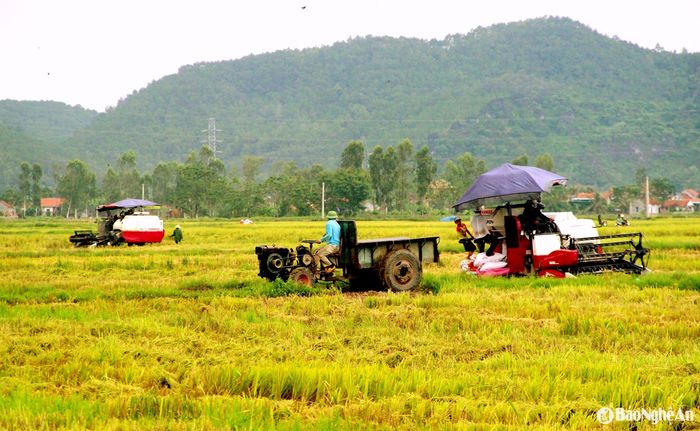 Lúa chín đến đâu, tranh thủ những lúc thời tiết nắng ráo, các xóm huy động máy gặt để đẩy nhanh tiến độ. Ảnh: Quang An