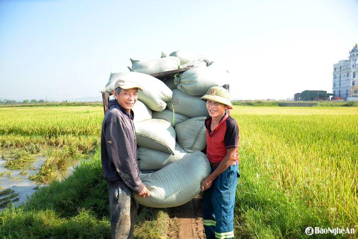 Bên cạnh máy thu hoạch lúa, các xóm đều có đội vận chuyển lúa từ đồng về nhà, bằng phương tiện xe công nông. Chi phí vận chuyển lúa được các chủ xe thu trên dưới 100.000 đồng/chuyến (tùy quãng đường). Ảnh: Xuân Hoàng